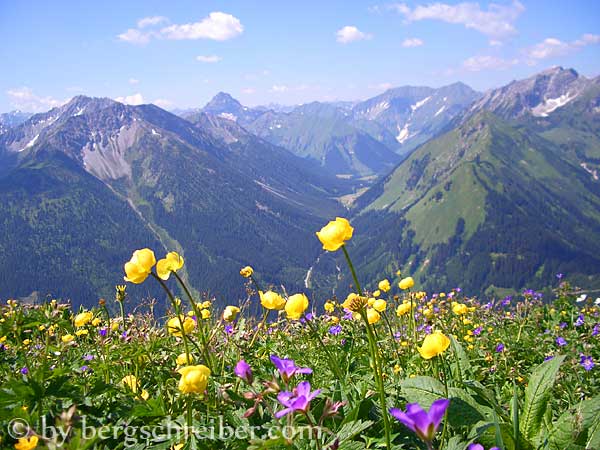 Fotogalerie mit Blumen