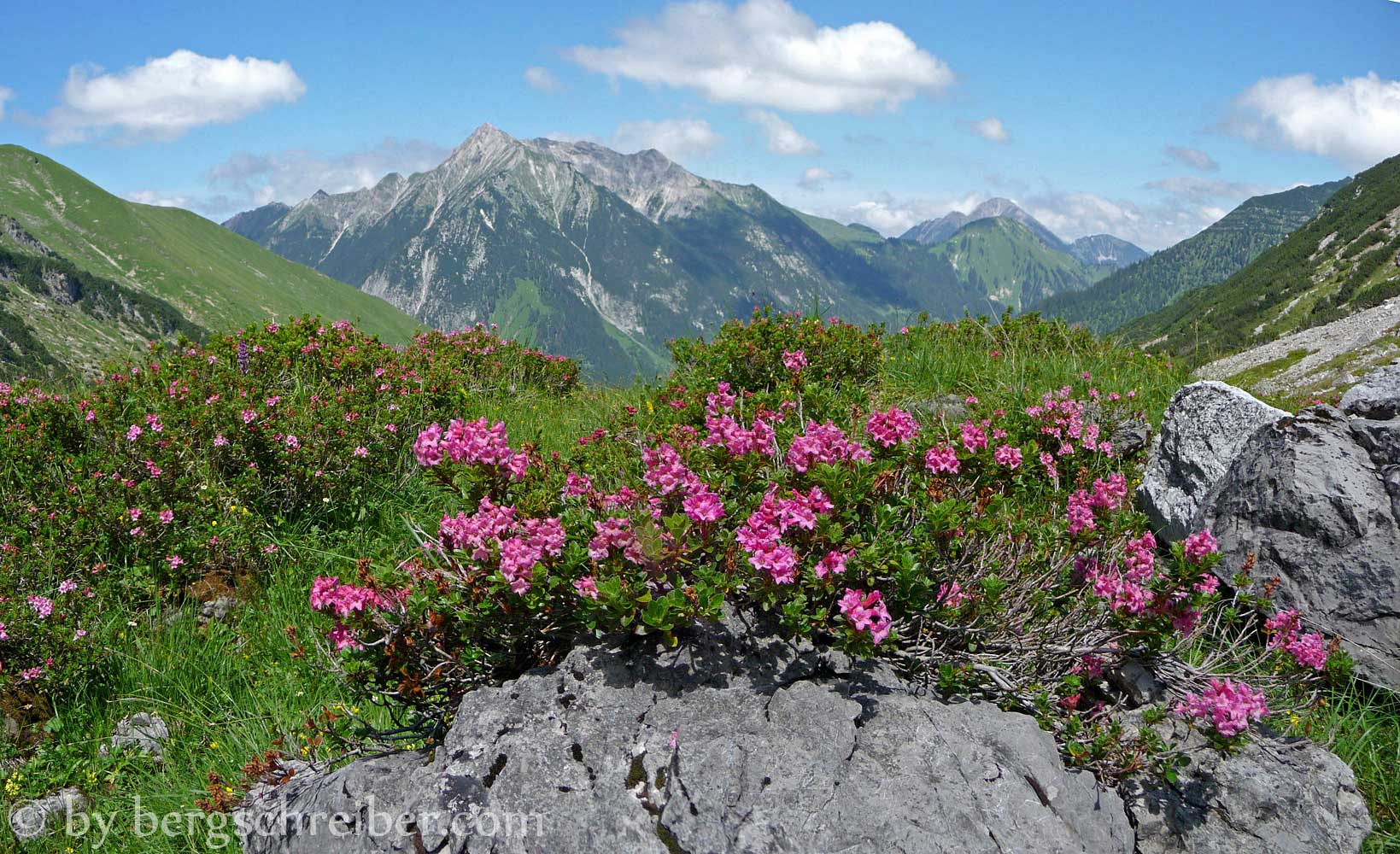 Alpenrosen am Treiensee
