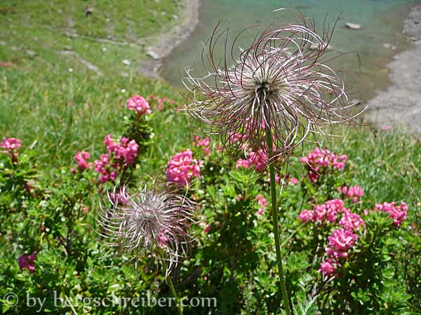 Treiensee, besonders schön zur Alpenrosenblüte