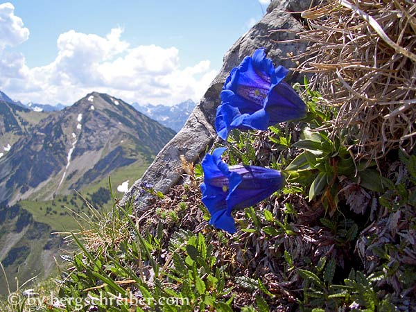 Aufstieg zum Kühgundkopf - Bergschreibers Bergenziane