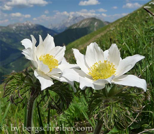 Blumenberg Hönig