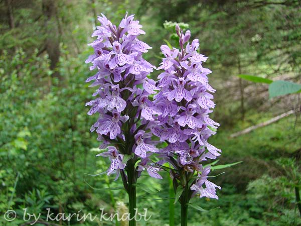 Frühling - Knabenkraut