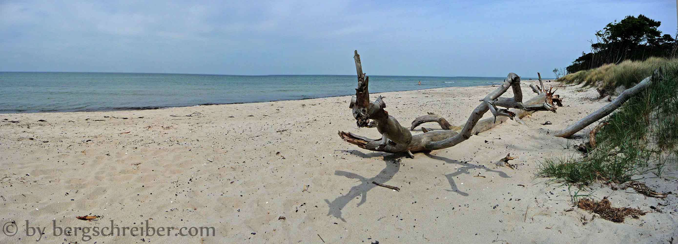 Treibholz am Ostseestrand