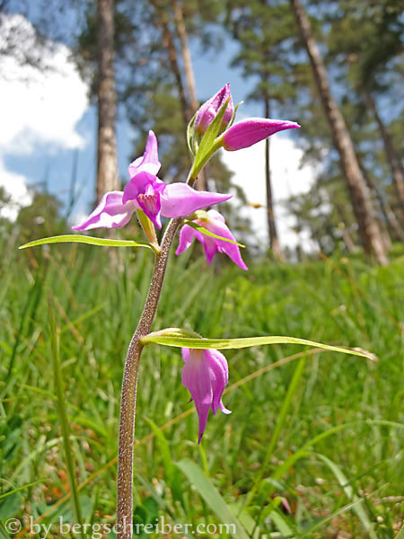 Waldvögelein am Orchideenleiterweg im Tiroler Lechtal