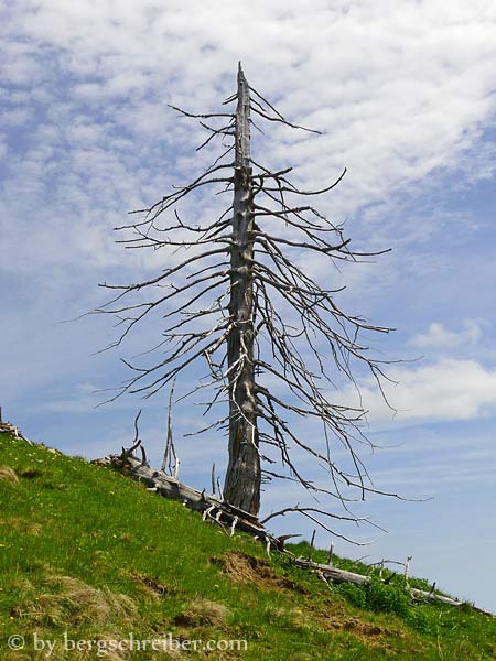 Wetterfichte beim Aufstieg zum Pirschling und Schönkahler