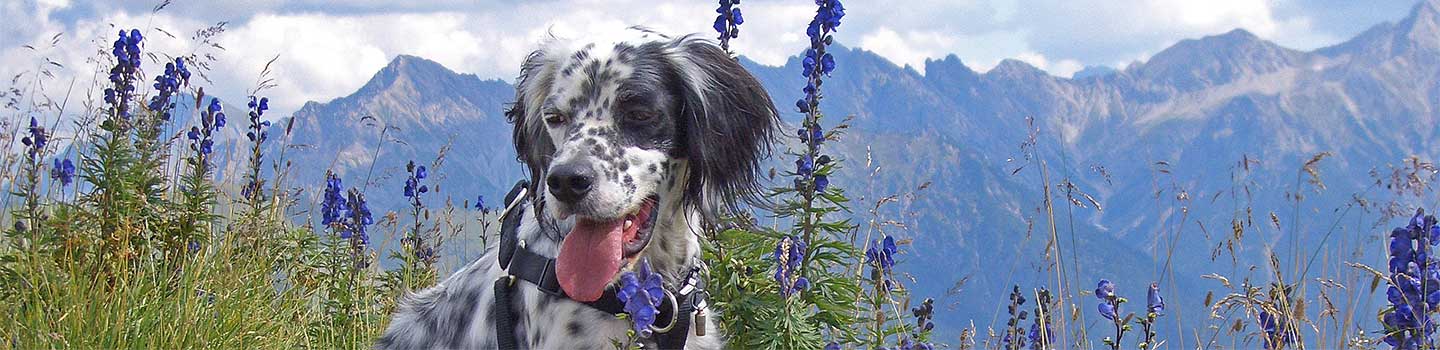Berghund English Setter