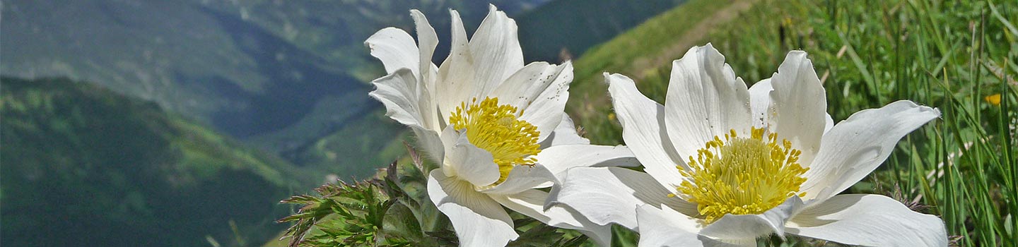 Bergfotografie Bergblumen